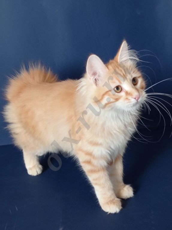 Курильские бобтейлы,котята из питомника