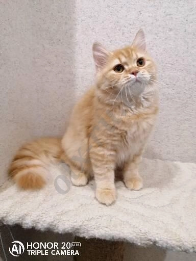 Британский котенок