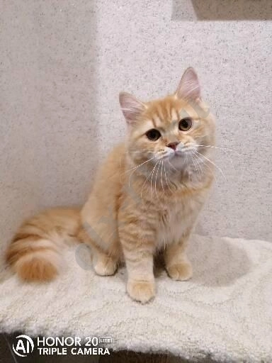 Британский котенок