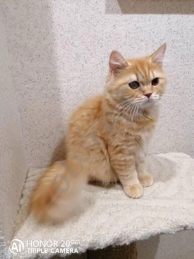 Британский котенок