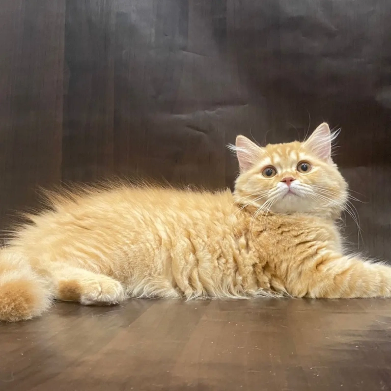 Британский котенок