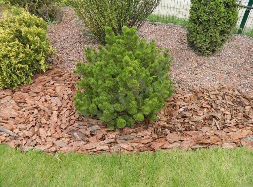 Кора лиственницы