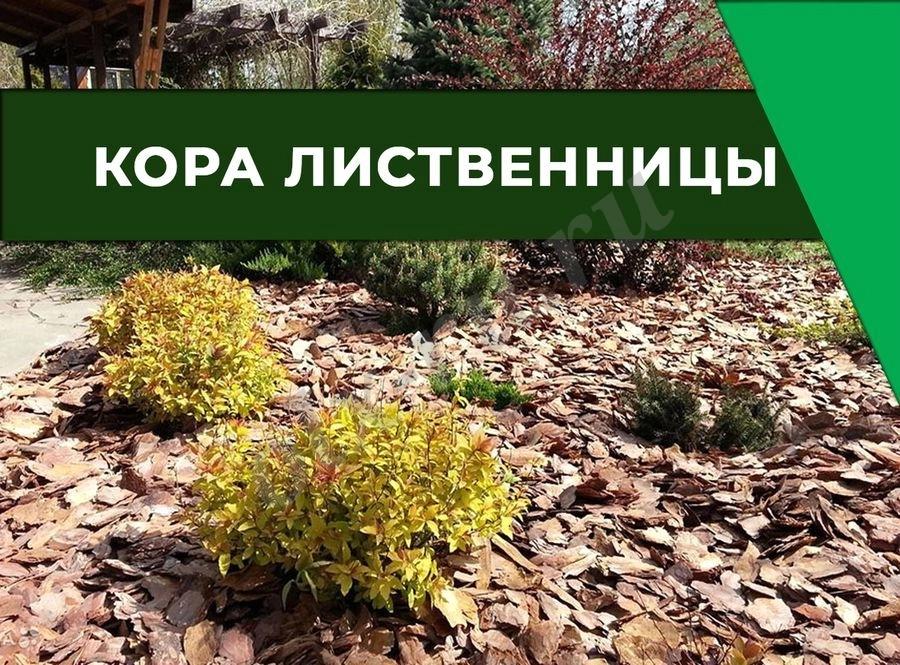 Кора лиственницы