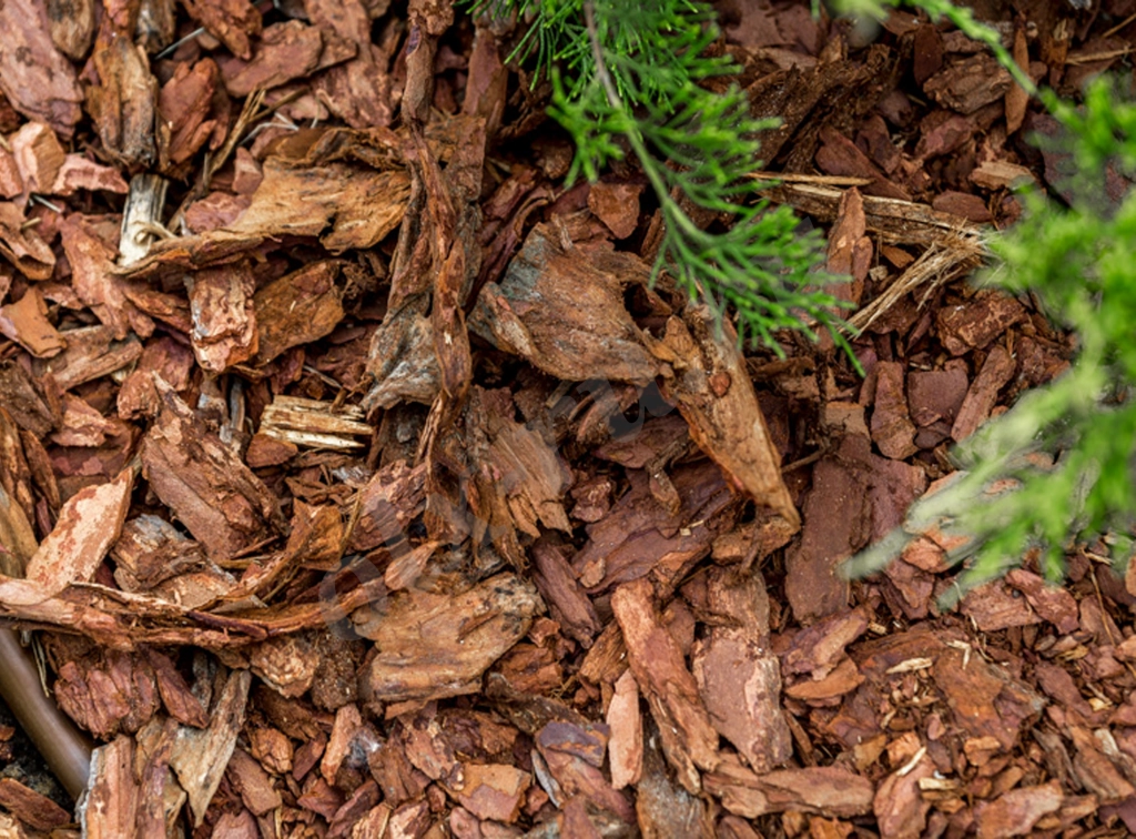 Кора лиственницы