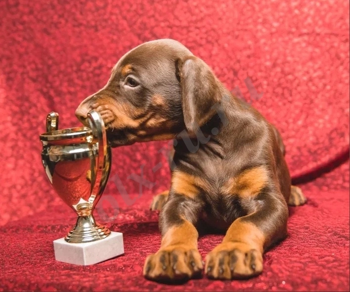 Щенки добермана