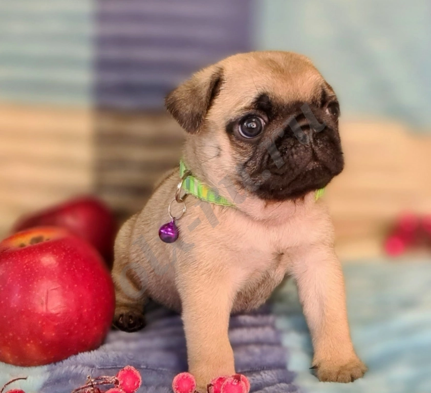 Открыта бронь щенков