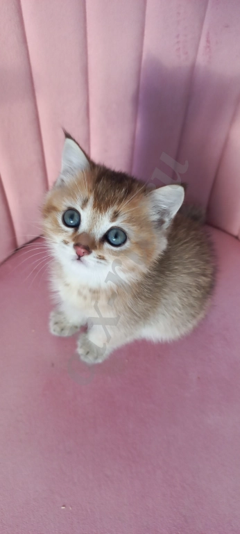 Британская золотая шиншилла