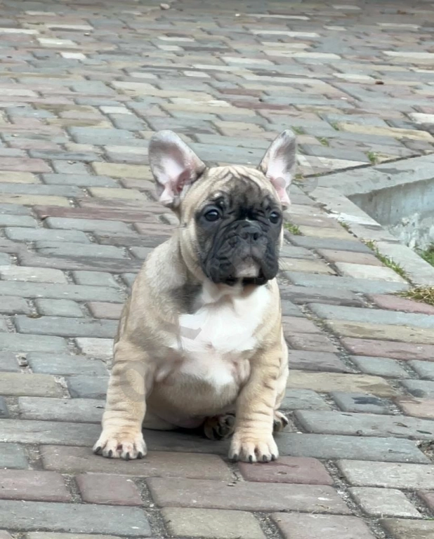 Щенки французского бульдога