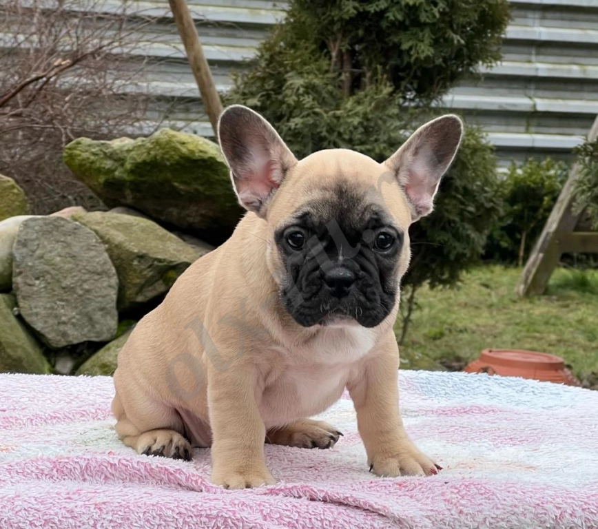 Щенки французского бульдога