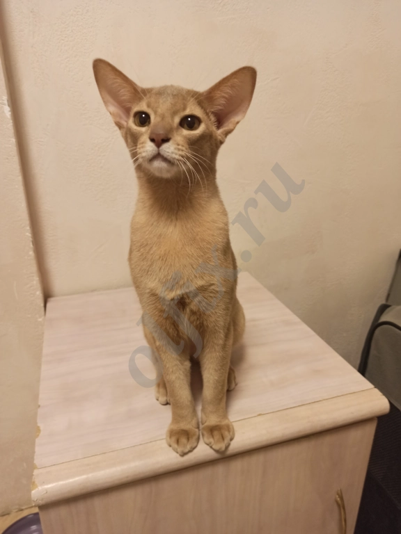 Абиссинские котята