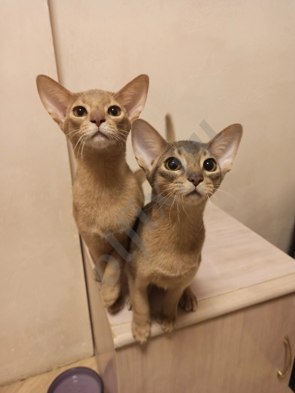 Абиссинские котята