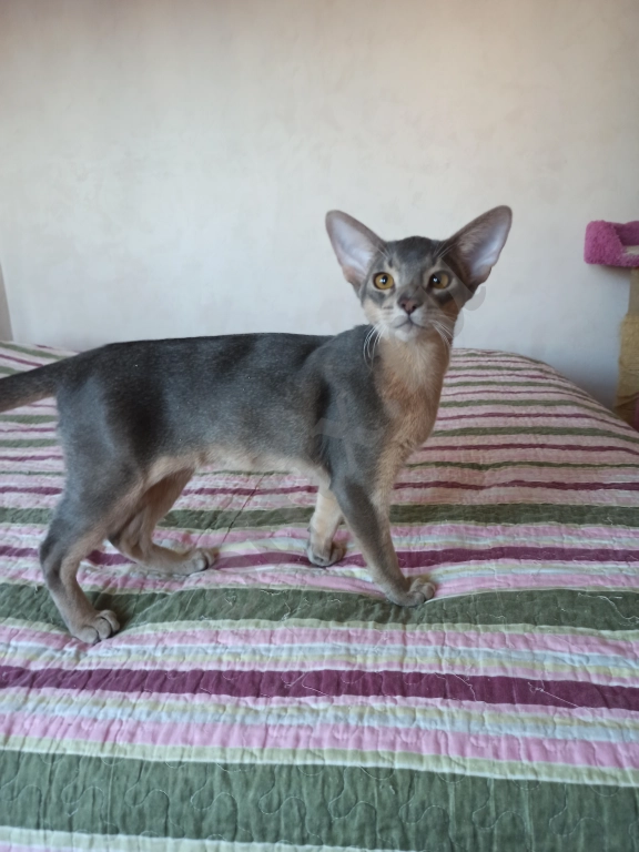 Абиссинские котята