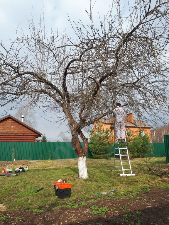 Обрезка Плодовых Деревьев