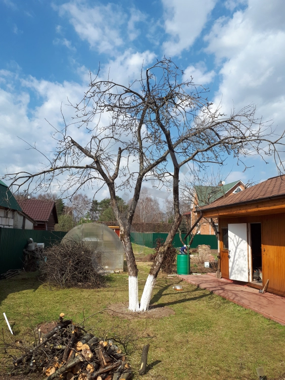 Обрезка Плодовых Деревьев