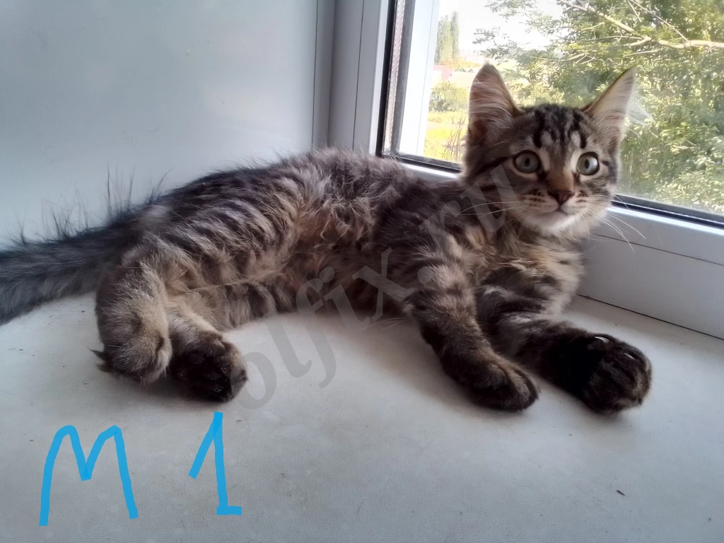 Котята с двухцветными глазами