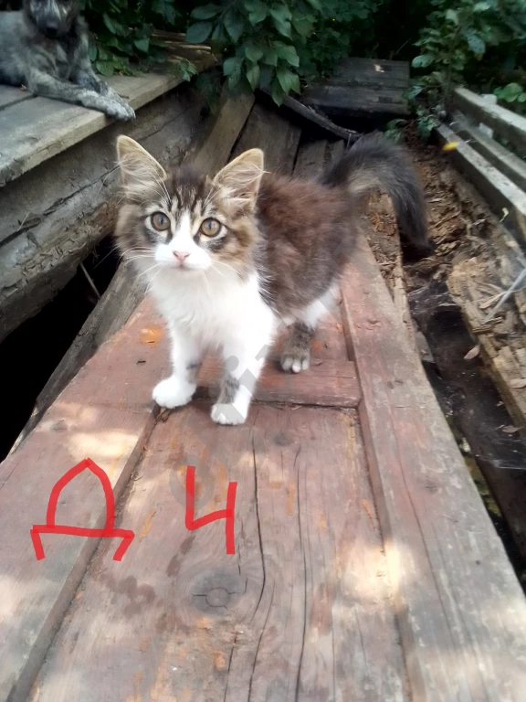 Котята с двухцветными глазами