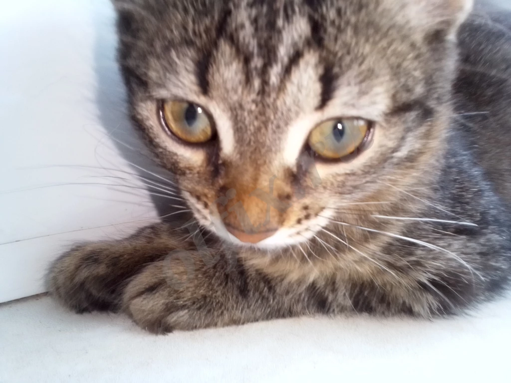 Котята с двухцветными глазами