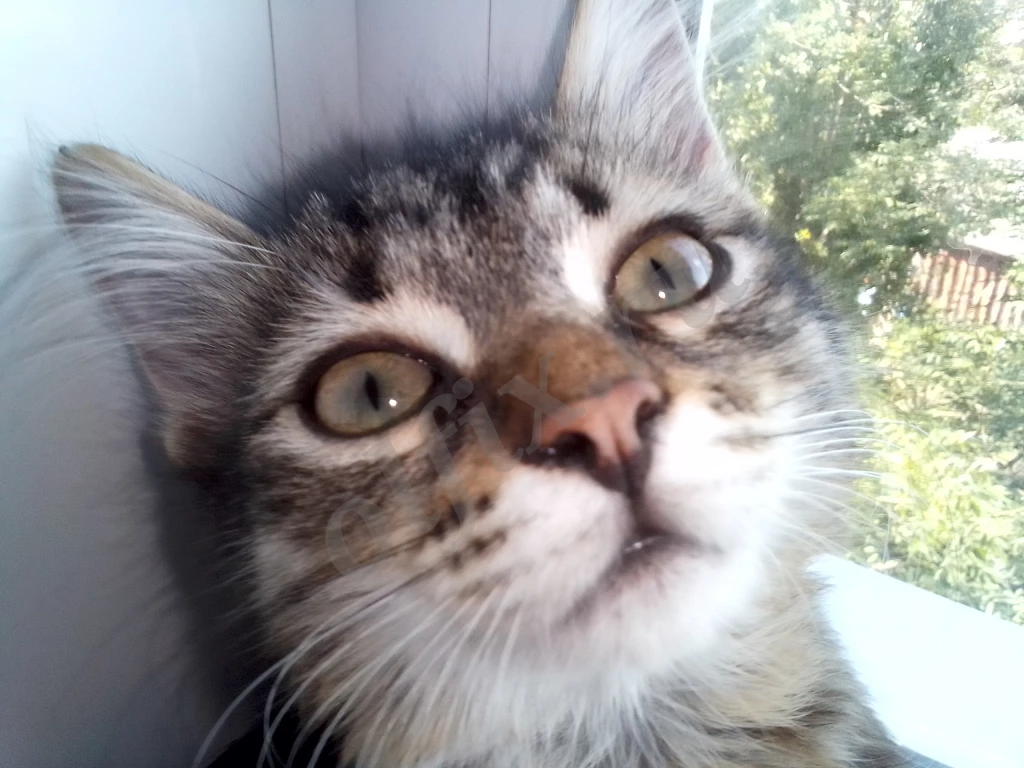 Котята с двухцветными глазами