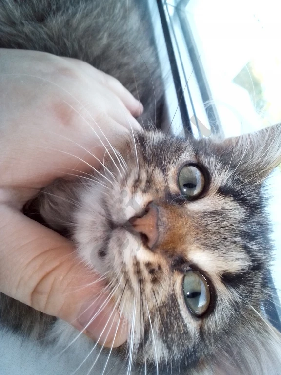 Котята с двухцветными глазами