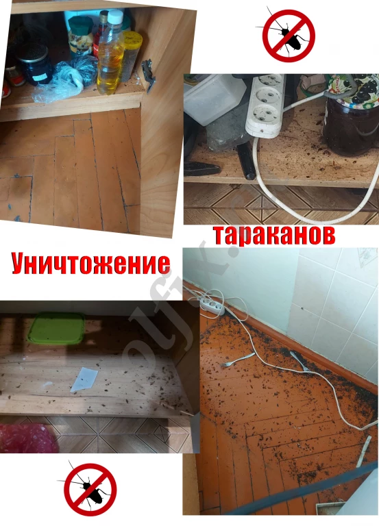 Уничтожение тараканов и других насекомых. Дезинсекция