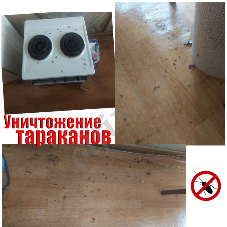 Уничтожение тараканов и других насекомых. Дезинсекция