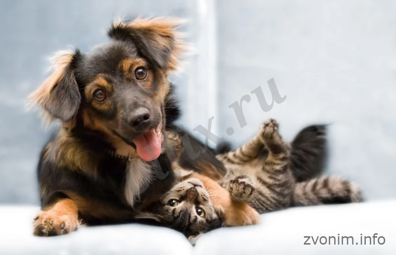 Ветеринария у Вас на дому по вызову