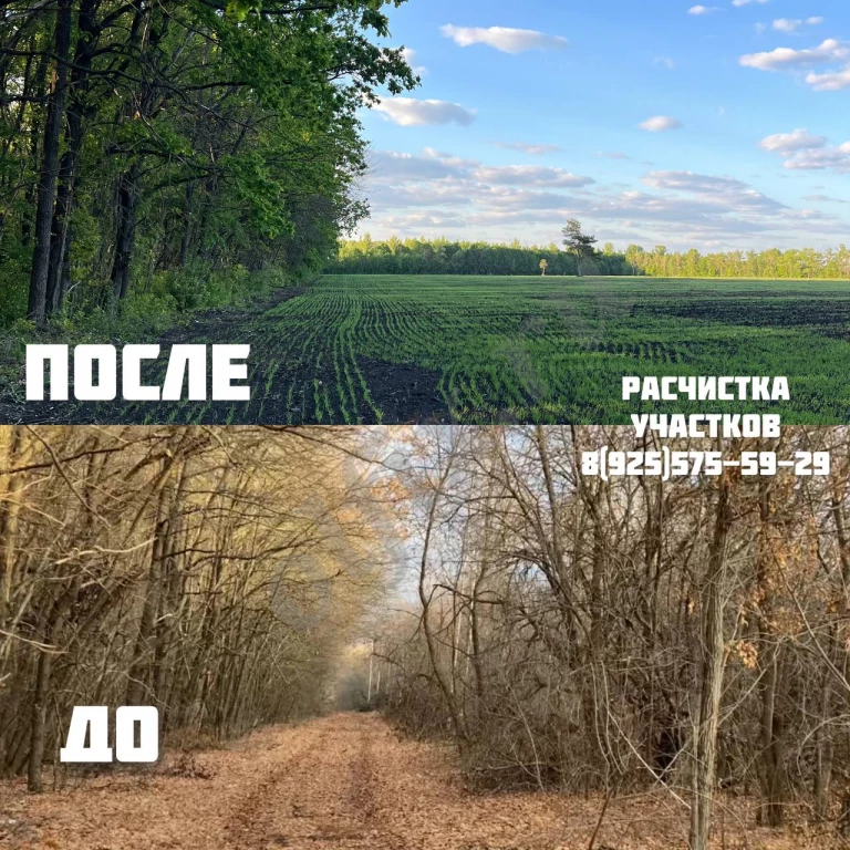 Расчистка территорий от деревьев, кустарников и корней