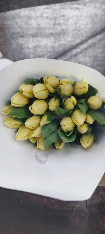 Тюльпаны Оптом