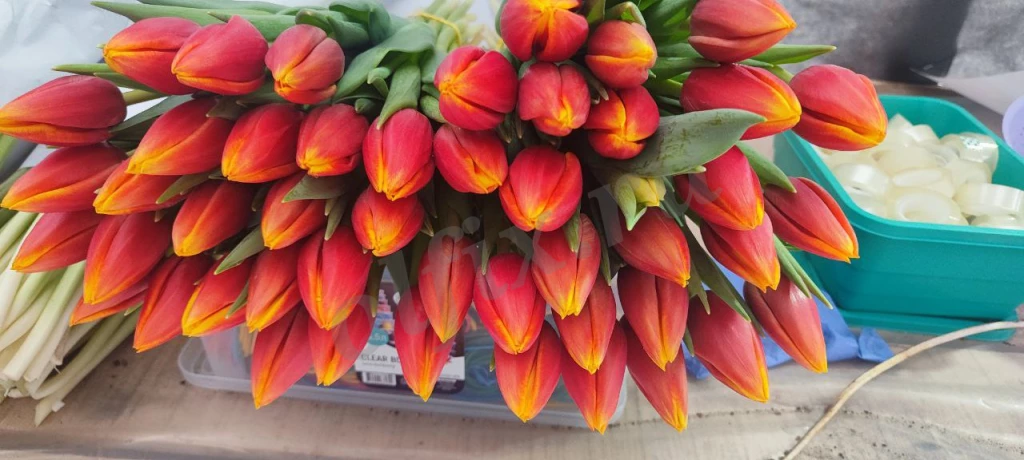 Тюльпаны Оптом