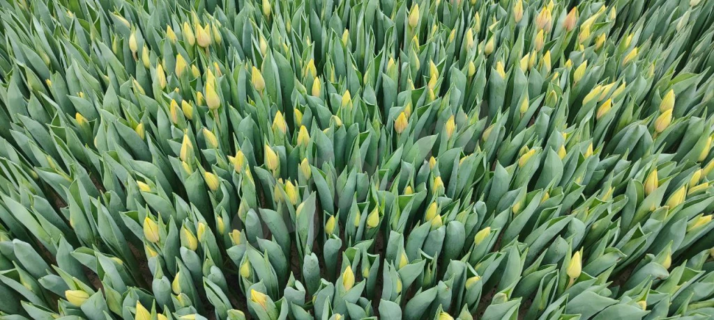 Тюльпаны Оптом