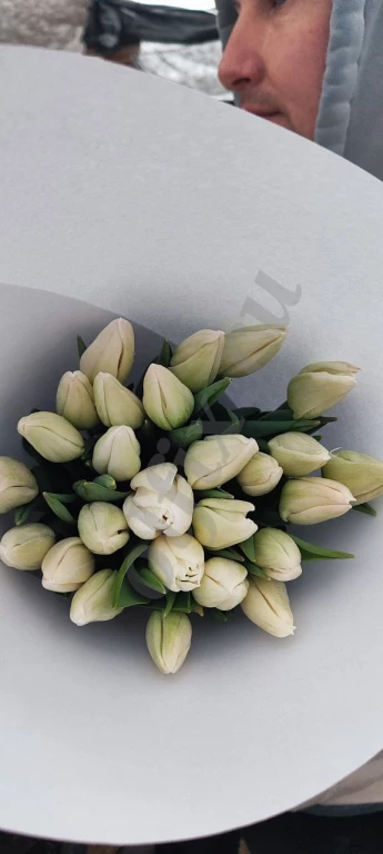 Тюльпаны Оптом