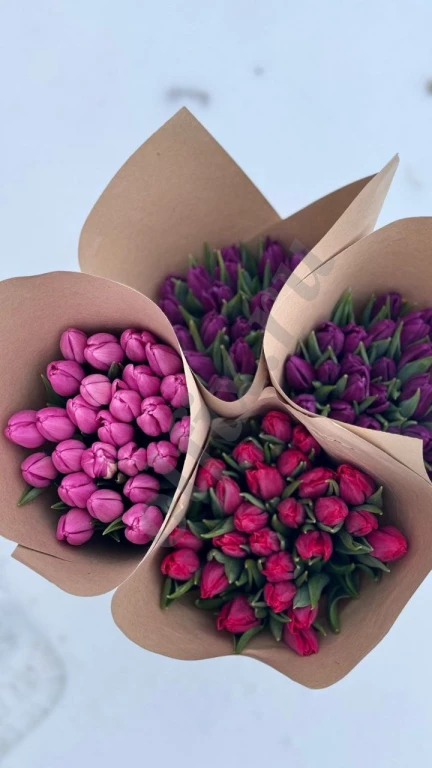 Тюльпаны Оптом