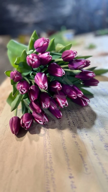 Тюльпаны Оптом