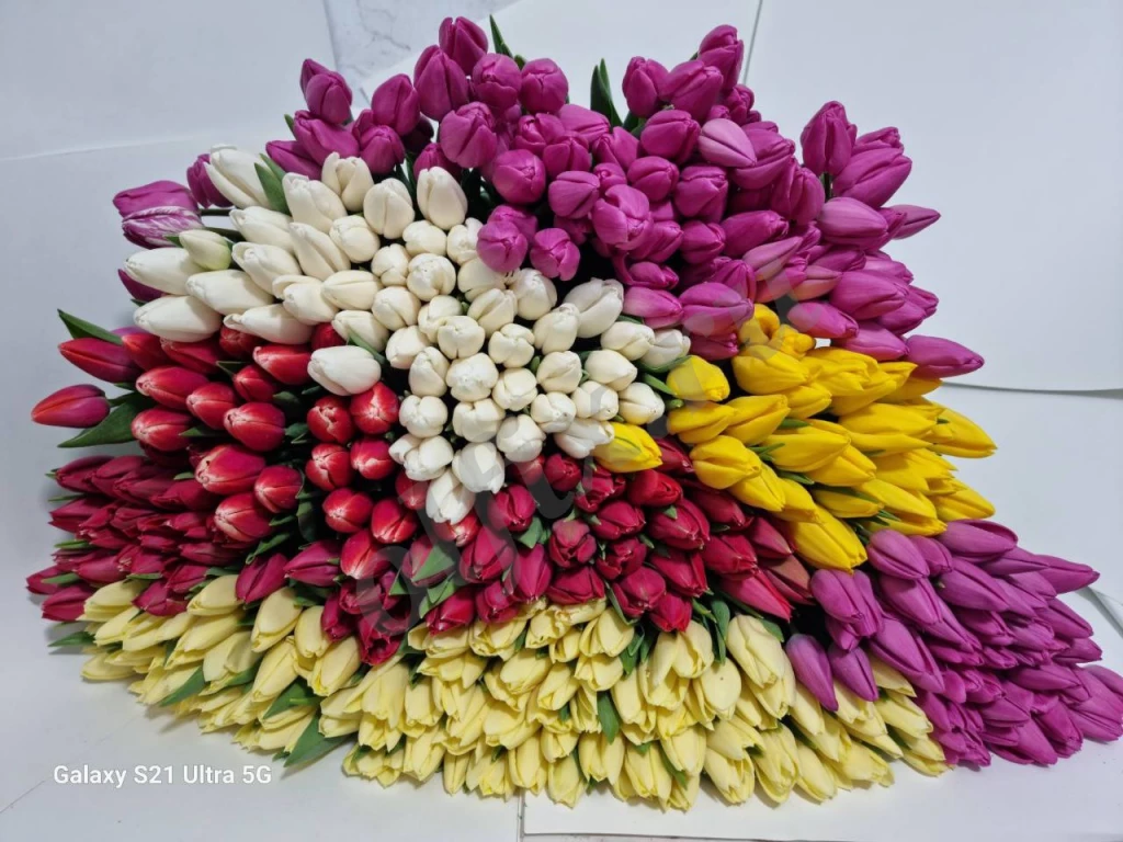 Тюльпаны Оптом