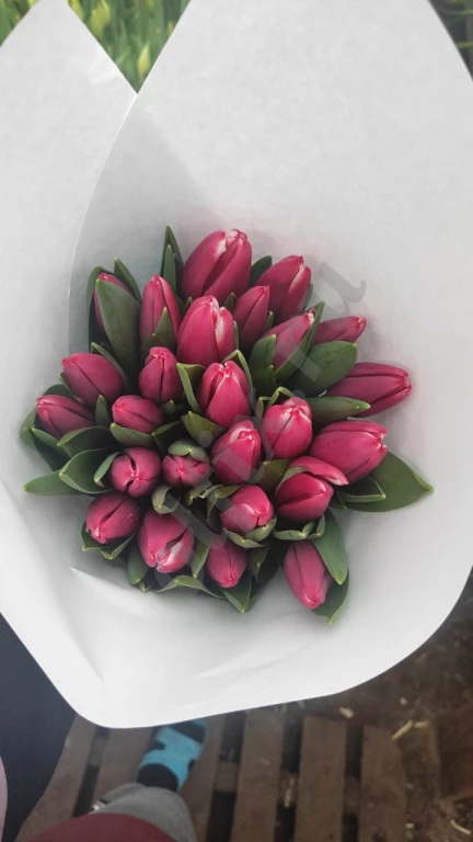 Тюльпаны Оптом