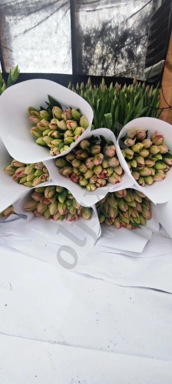 Тюльпаны Оптом