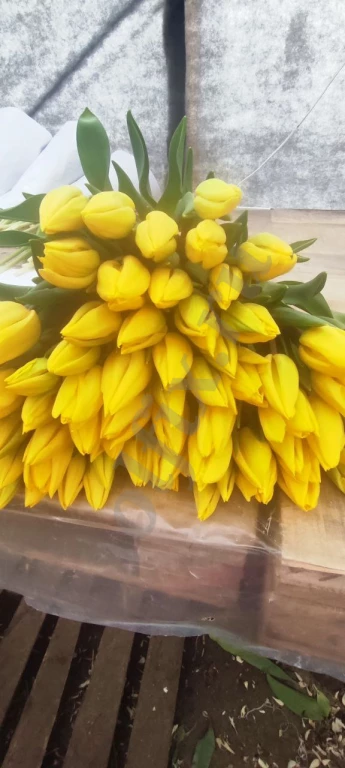 Тюльпаны Оптом