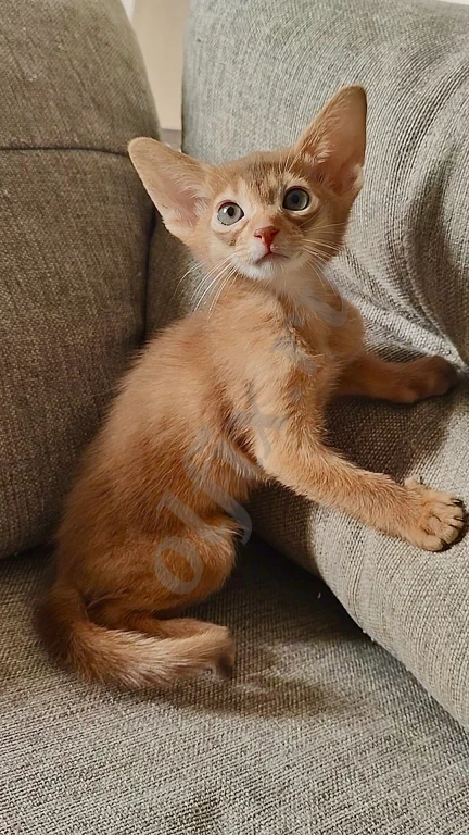 Абиссинские котята